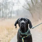 Pies do adopcji, Sosnowiec, 11 lutego 2025