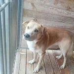 Pies do adopcji, Orzechowce, 17 lutego 2025