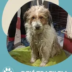 Znaleziono psa, Dąbrówka, 13 lutego 2025