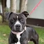 Pies do adopcji, Kraków, 2 lutego 2025