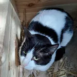 Kot do adopcji, Olsztyn, 21 stycznia 2025