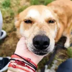 Fineasz - ur.ok. 01.08.2020