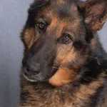 Znaleziono psa, Gdańsk, 16 lutego 2025