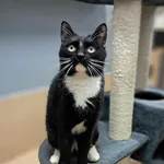 Kot do adopcji, Olsztyn, 21 stycznia 2025