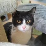 Kot do adopcji, Olsztyn, 21 stycznia 2025