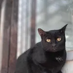 Kot do adopcji, Olsztyn, 21 stycznia 2025