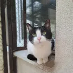 Kot do adopcji, Olsztyn, 21 stycznia 2025