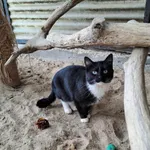 Kot do adopcji, Olsztyn, 21 stycznia 2025