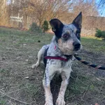 GW228/4/25   Majcia - data przyjęcia - 17.02.2025