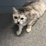 Znaleziono kota, Lublin, 18 lutego 2025