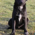 Pies do adopcji, Grudziądz, 4 lutego 2025