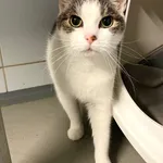 Znaleziono kota, Lublin, 18 lutego 2025