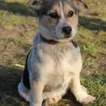 Pies do adopcji, Grudziądz, 4 lutego 2025