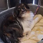 Znaleziono psa, Dobra, 18 lutego 2025