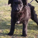 Pies do adopcji, Grudziądz, 4 lutego 2025