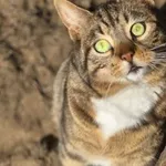 Kot do adopcji, Piła, 28 kwietnia 2024