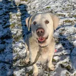 Pies do adopcji, Konin, 25 stycznia 2025