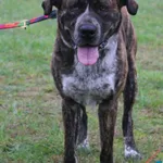 Pies do adopcji, Grudziądz, 3 października 2024