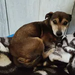 13066/32/25 Hugo  - data przyjęcia - 20.02.2025 przebywa w domu tymczasowym