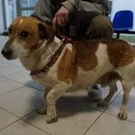 Pies do adopcji, Kraków, 7 lutego 2025