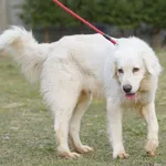 Owczarek Podhalański