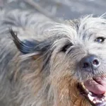 Znaleziono psa, Sosnowiec, 20 lutego 2025