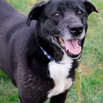 Pies do adopcji, Grudziądz, 6 sierpnia 2024