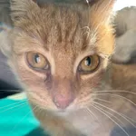 Znaleziono kota, Dobra, 21 lutego 2025