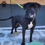 Znaleziono psa, Gdynia, 17 lutego 2025