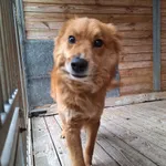 Pies do adopcji, Orzechowce, 24 lutego 2025