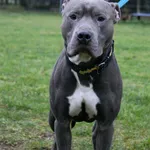 Pies do adopcji, Grudziądz, 11 listopada 2024