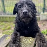 Atomek 2145/24 7m-cy