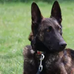 Pies do adopcji, Grudziądz, 11 października 2024