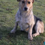 Pies do adopcji, Grudziądz, 4 lutego 2025