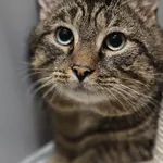 Znaleziono kota, Szczecin, 24 lutego 2025