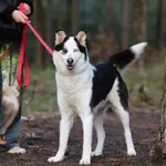 Pies do adopcji, Piła, 7 listopada 2024