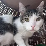 Kot do adopcji, Włocławek, 20 lutego 2025