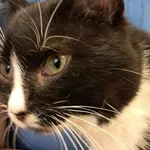 Kot do adopcji, Henrykowo, 11 września 2024