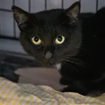 Znaleziono kota, Sosnowiec, 14 lutego 2025