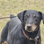 Pies do adopcji, Ropczyce, 27 lutego 2025