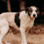 Pies do adopcji, Czartki, 28 lutego 2025