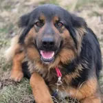 Pies do adopcji, Głowno, 17 sierpnia 2025