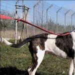 Znaleziono psa, Grudziądz, 7 grudnia 2024