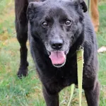 Pies do adopcji, Grudziądz, 12 sierpnia 2024