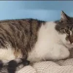 Znaleziono kota, Grudziądz, 6 listopada 2024