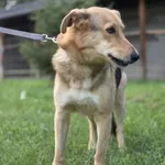 Pies do adopcji, Zgierz, 28 lutego 2025