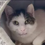 Znaleziono kota, Grudziądz, 11 grudnia 2024