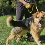 Piesek Gmina Grabów