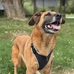 Pies do adopcji, Kraków, 14 lutego 2025