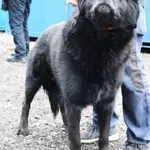 Znaleziono psa, Łódź, 28 lutego 2025